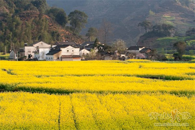 漫天油菜花